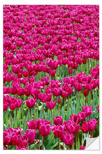 Wall sticker Pink tulip field