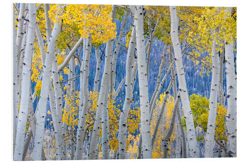 PVC print Birch groves in the autumn