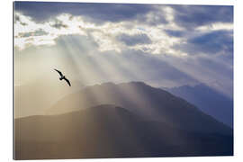 Galleritryk Seagull over the radiant Olympus