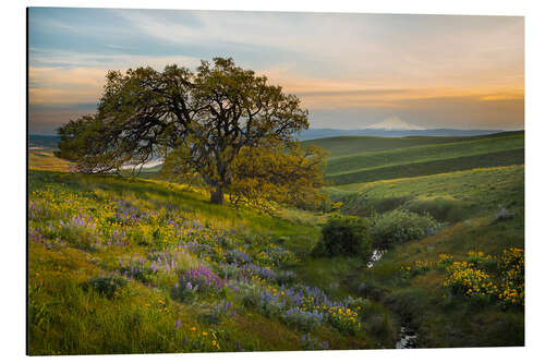 Aluminiumtavla Hills landscape with old oak