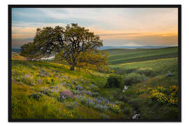 Gerahmter Kunstdruck Hügellandschaft mit alter Eiche
