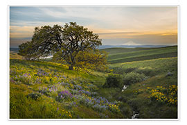 Poster Hills landscape with old oak