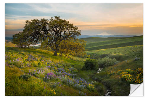 Muursticker Hills landscape with old oak