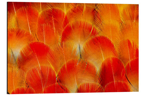 Aluminium print Chest feathers of the Camelot macaw