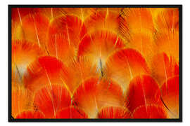 Gerahmter Kunstdruck Brustfedern des Camelot Aras