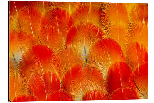 Gallery print Chest feathers of the Camelot macaw