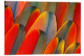 PVC print Plumage of a macaw