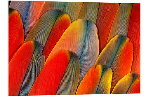 Galleritryk Plumage of a macaw