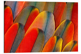 Magnettafel Gefieder eines Aras