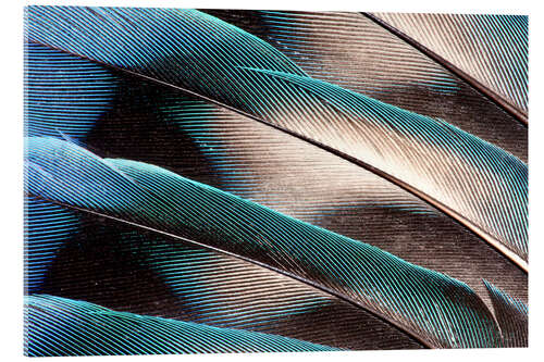 Obraz na szkle akrylowym Agaporniden tail feathers