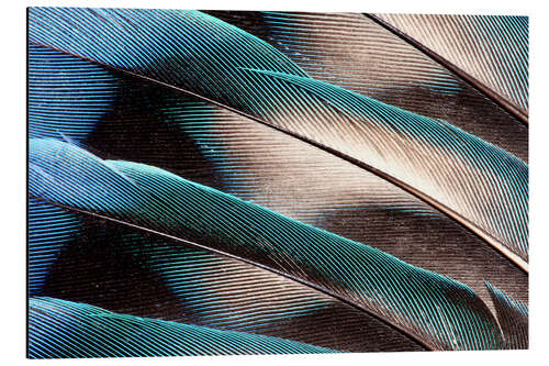 Aluminium print Agaporniden tail feathers