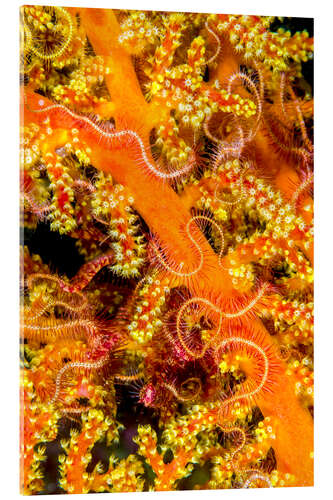 Quadro em acrílico Close-up, de, starfish