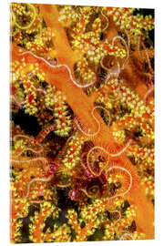 Akrylglastavla  Close-up of starfish - Jones &amp; Shimlock