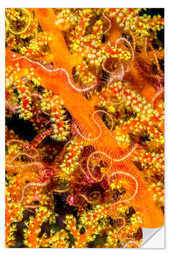 Autocolante decorativo Close-up, de, starfish