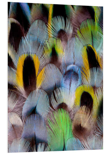 Foam board print Feathers of a Rosella Parakeet