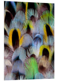 Foam board print Feathers of a Rosella Parakeet