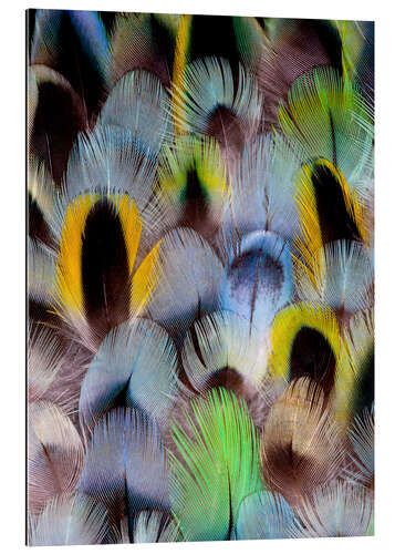 Galleritryck Feathers of a Rosella Parakeet