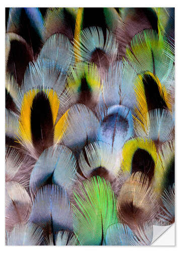 Naklejka na ścianę Feathers of a Rosella Parakeet