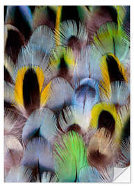 Wall sticker Feathers of a Rosella Parakeet