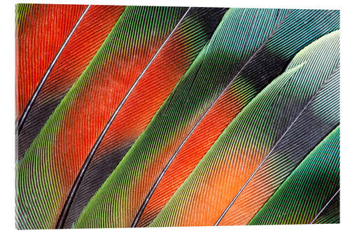 Acrylglas print Fanned Agapornids feathers