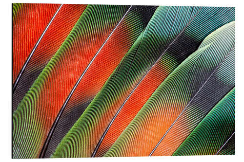 Alumiinitaulu Fanned Agapornids feathers