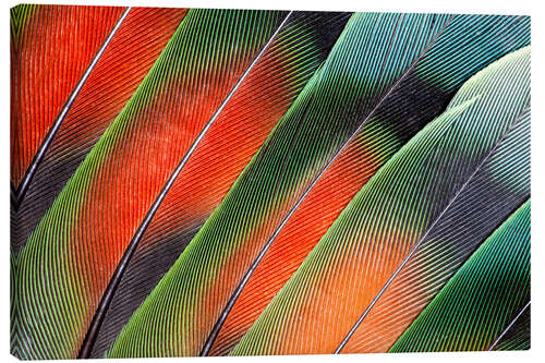 Obraz na płótnie Fanned Agapornids feathers