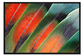 Gerahmter Kunstdruck Aufgefächerte Agapornidenfedern