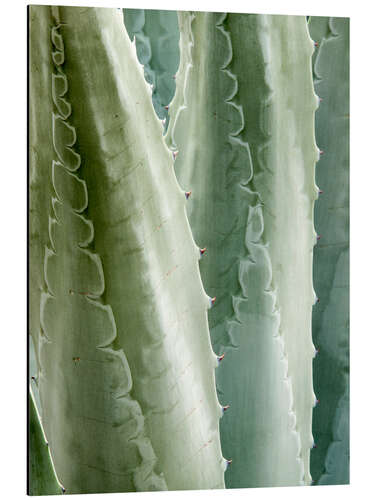 Aluminium print Agave Americana