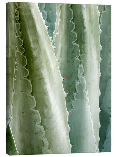 Canvas-taulu Agave Americana