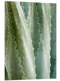 PVC-taulu Agave Americana