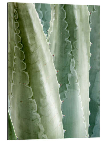 Gallery Print Agave Americana