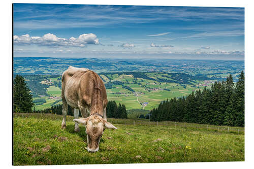 Aluminium print Ausblick mit Kuh