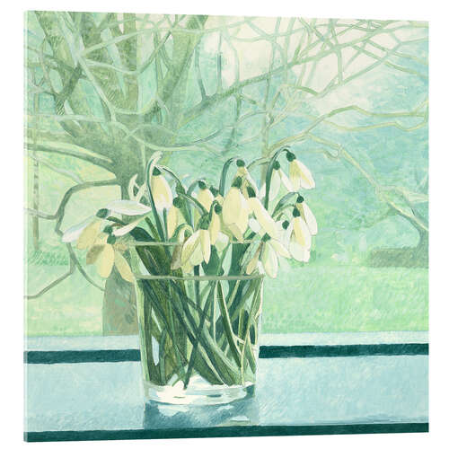 Acrylic print Snowdrops