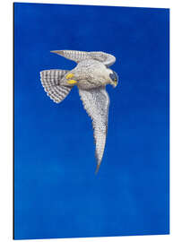 Stampa su alluminio Peregrine Falcon