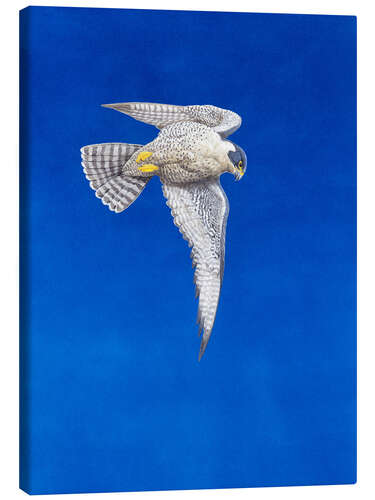 Canvas print Peregrine Falcon