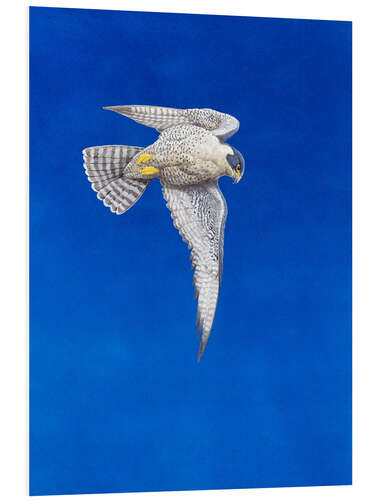 Foam board print Peregrine Falcon