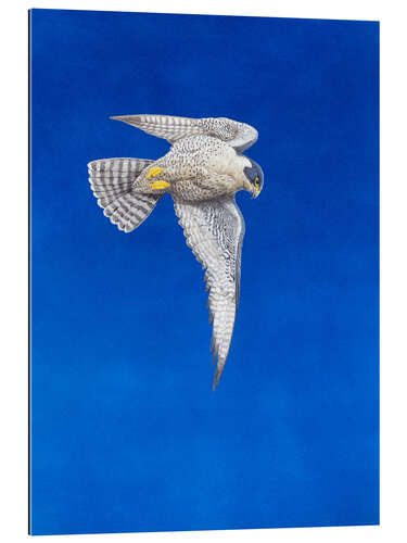 Gallery print Peregrine Falcon