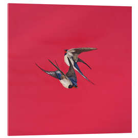 Quadro em acrílico Swirl-Red - Tim Hayward