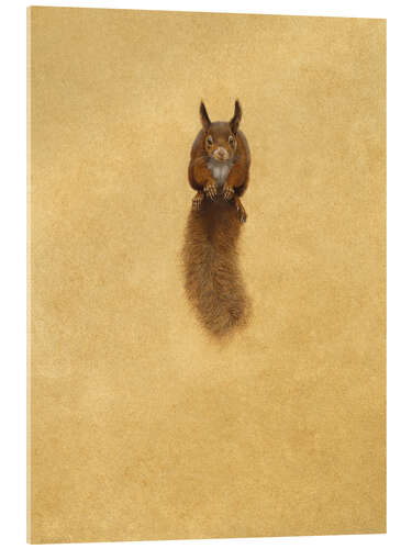 Akrylglastavla Leaping Red Squirrel -