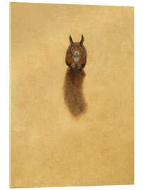 Acrylic print Leaping Red Squirrel -