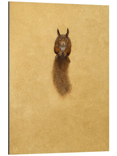 Obraz na aluminium Leaping Red Squirrel -