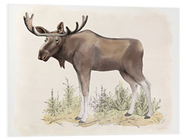 Foam board print Wildlife - moose