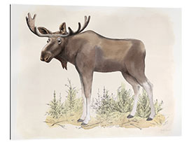 Gallery print Wildlife - moose