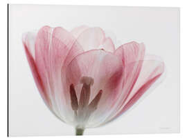 Magnettafel Transparenz III