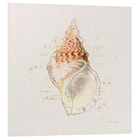 Foam board print Shell Collector III