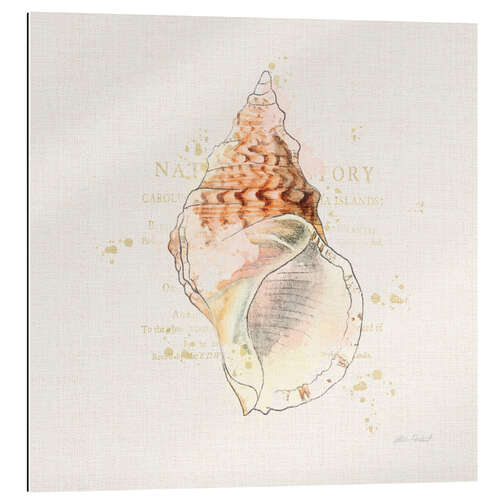 Gallery print Shell Collector III