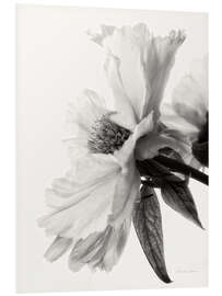 Foam board print Translucent Peony IV