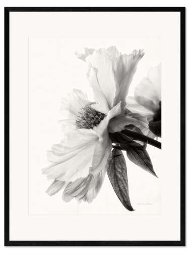 Gerahmter Kunstdruck Transluzente Pfingstrose IV