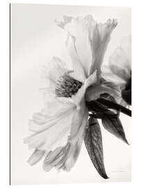 Gallery print Translucent Peony IV