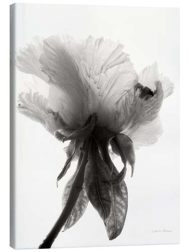 Canvas print Translucent Peony VII